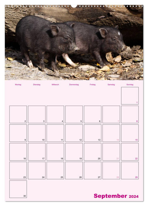 Schweinischer Terminplaner (CALVENDO Premium Wandkalender 2024)