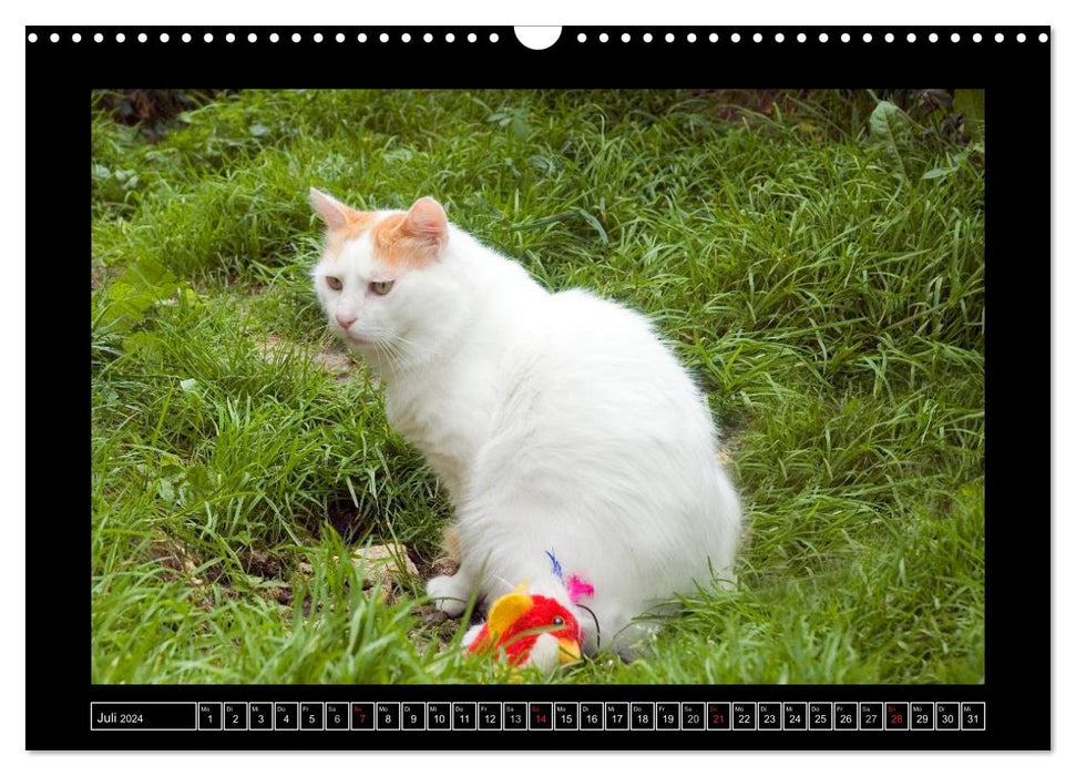 Katzenkinder (CALVENDO Wandkalender 2024)