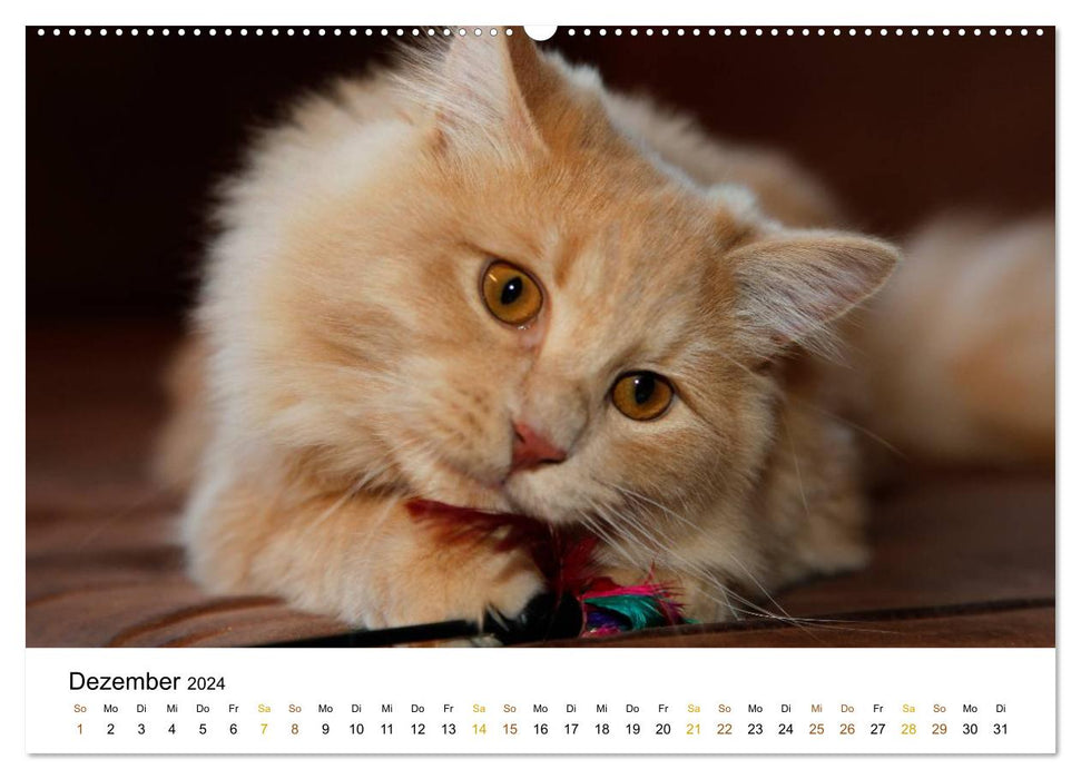 graceful purebred cats (CALVENDO wall calendar 2024) 