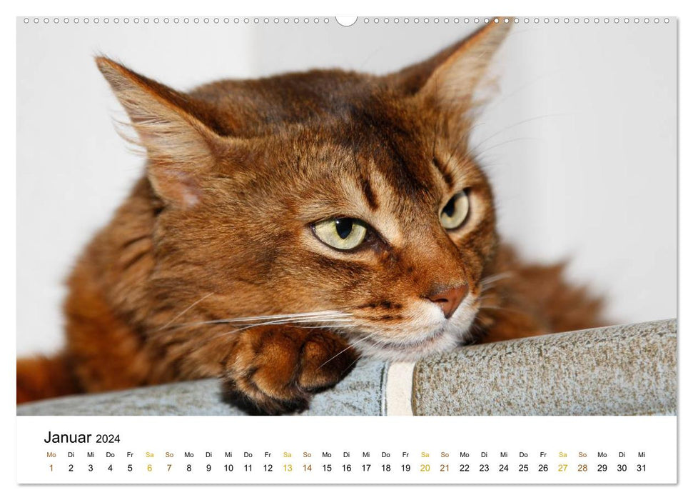 graceful purebred cats (CALVENDO wall calendar 2024) 