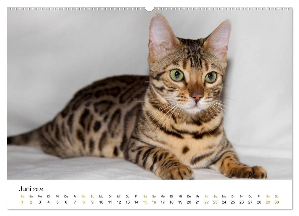 chats de race gracieux (calendrier mural CALVENDO 2024) 