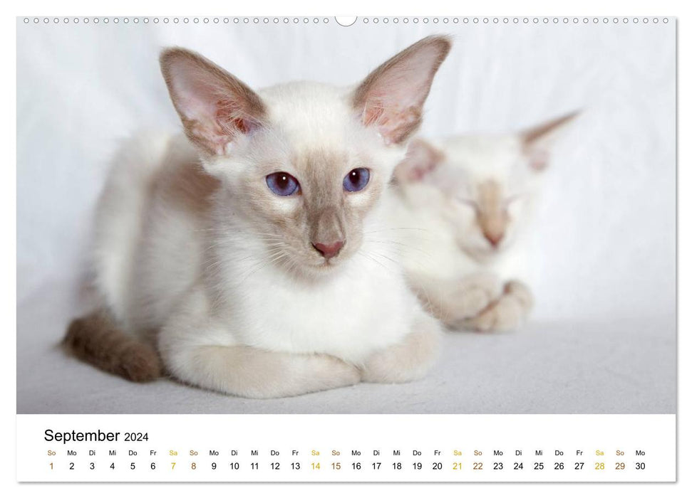 chats de race gracieux (calendrier mural CALVENDO 2024) 