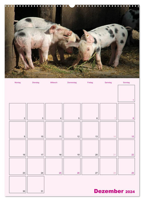 Planificateur d'horaires pour cochons (calendrier mural CALVENDO 2024) 
