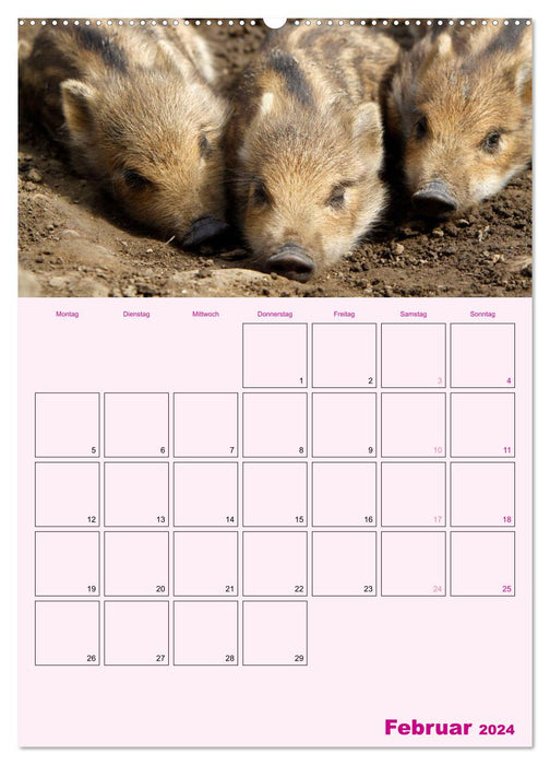 Pig schedule planner (CALVENDO wall calendar 2024) 