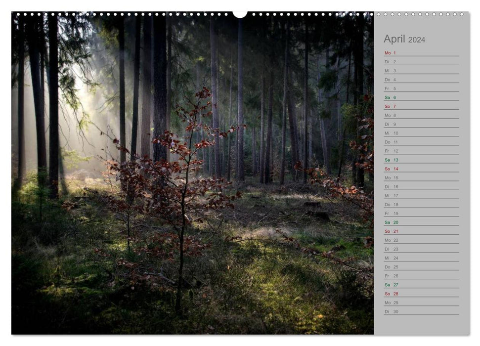 Planning calendar fairytale forest 2024 (CALVENDO wall calendar 2024) 