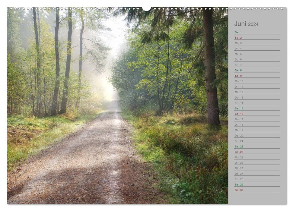 Planning calendar fairytale forest 2024 (CALVENDO wall calendar 2024) 