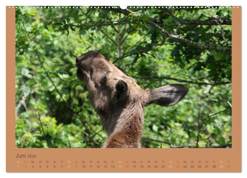 Southern Sweden (CALVENDO wall calendar 2024) 