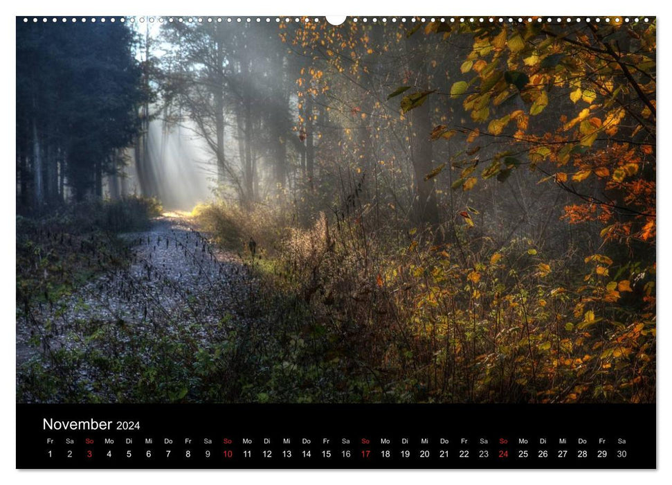 Waldkalender (CALVENDO Premium Wandkalender 2024)