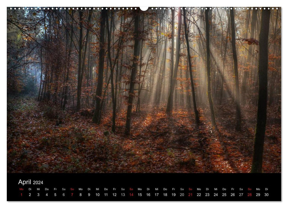 Forest calendar (CALVENDO Premium wall calendar 2024) 