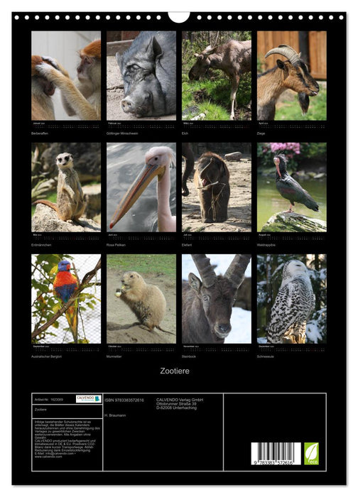 Zoo animals (CALVENDO wall calendar 2024) 