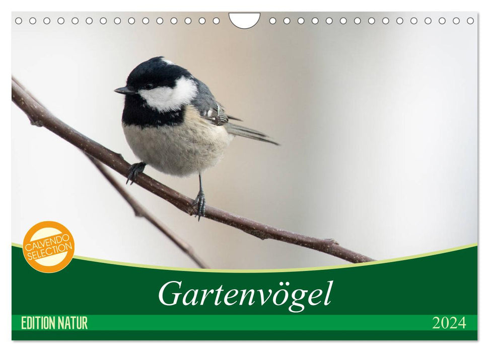 Gartenvögel (CALVENDO Wandkalender 2024)