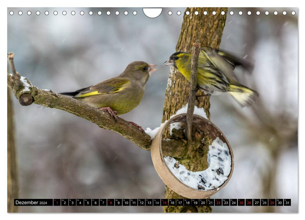 Oiseaux du jardin (Calendrier mural CALVENDO 2024) 