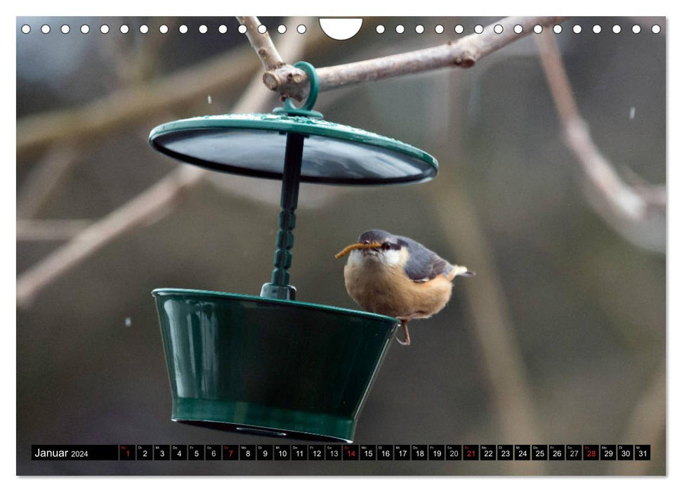 Oiseaux du jardin (Calendrier mural CALVENDO 2024) 