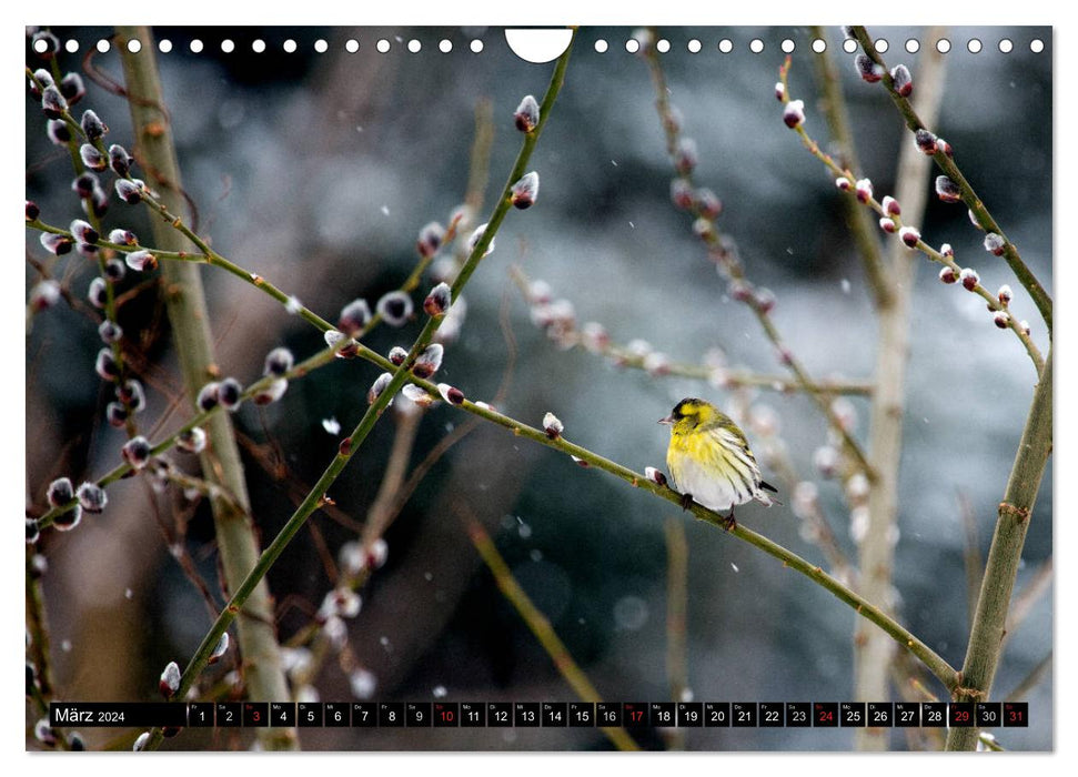 Oiseaux du jardin (Calendrier mural CALVENDO 2024) 