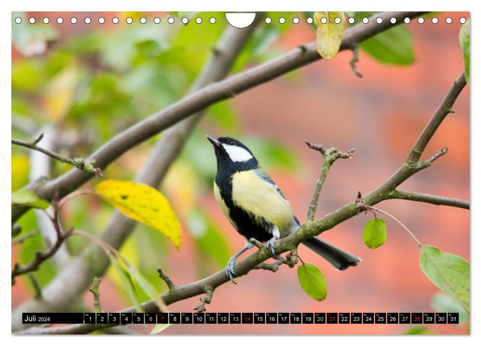 Garden birds (CALVENDO wall calendar 2024) 