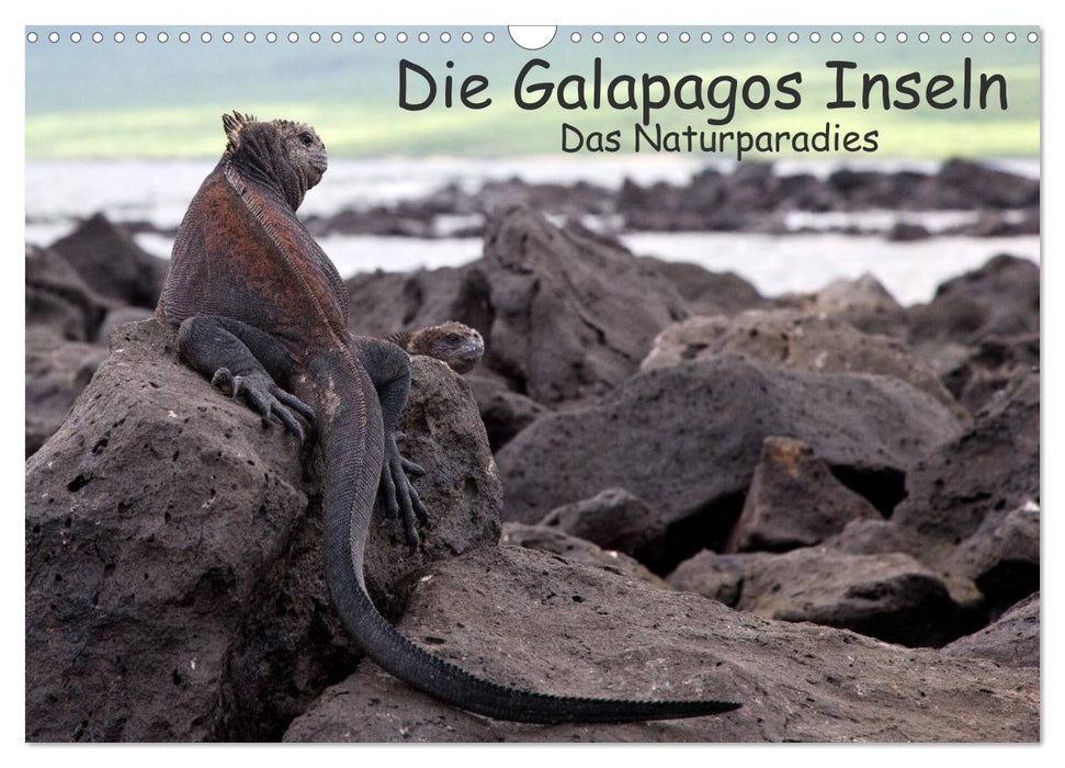 Les îles Galapagos – Le paradis naturel (Calendrier mural CALVENDO 2024) 