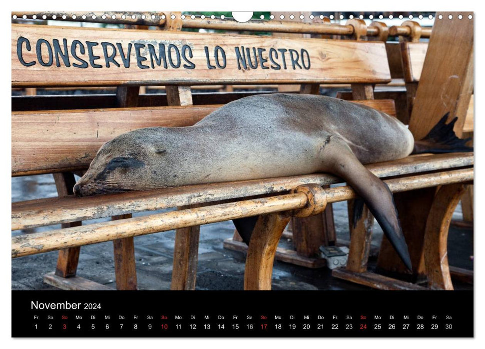 Les îles Galapagos – Le paradis naturel (Calendrier mural CALVENDO 2024) 