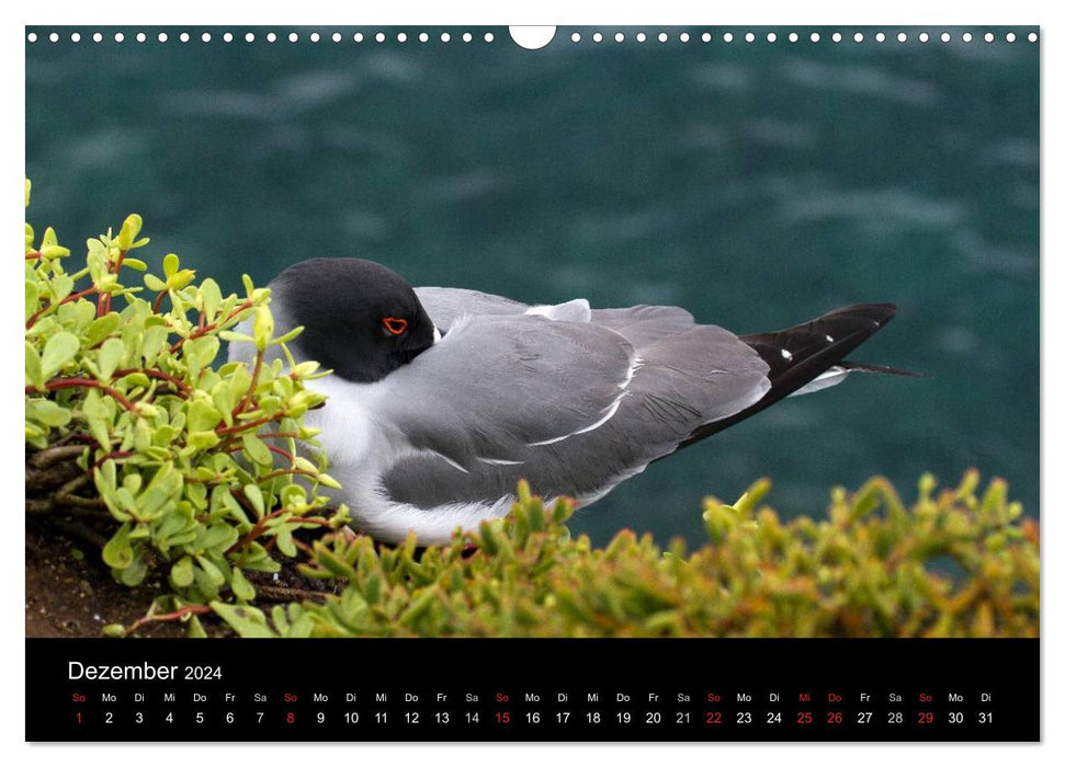 The Galapagos Islands - The Natural Paradise (CALVENDO Wall Calendar 2024) 