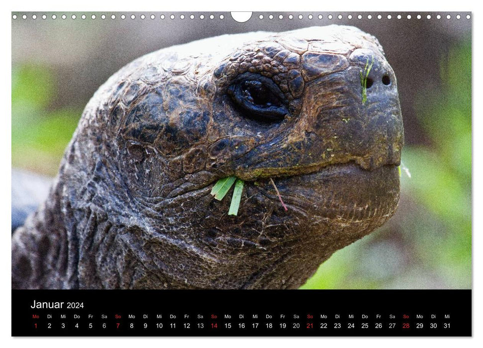 The Galapagos Islands - The Natural Paradise (CALVENDO Wall Calendar 2024) 