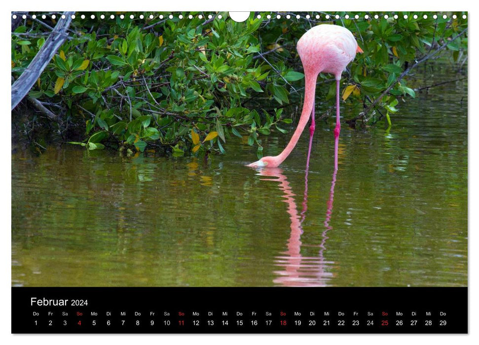 The Galapagos Islands - The Natural Paradise (CALVENDO Wall Calendar 2024) 