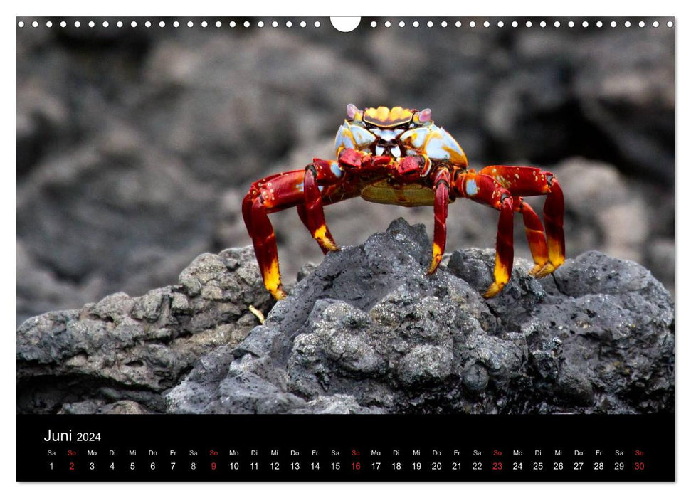 The Galapagos Islands - The Natural Paradise (CALVENDO Wall Calendar 2024) 