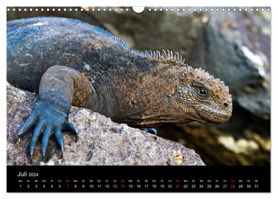 Die Galapagos Inseln - Das Naturparadies (CALVENDO Wandkalender 2024)