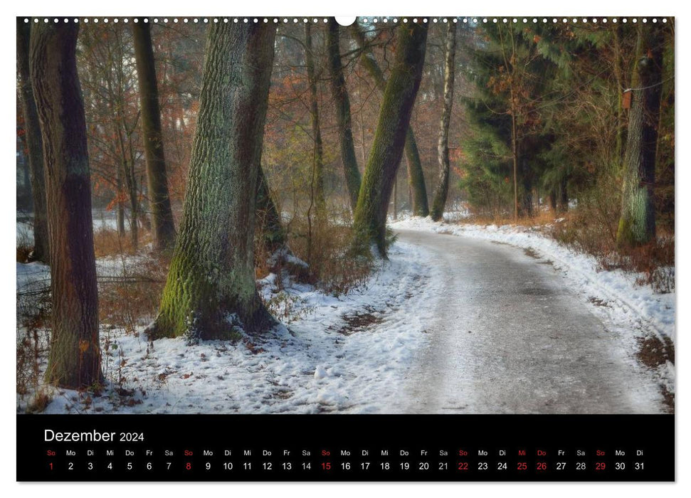 Forest calendar (CALVENDO wall calendar 2024) 
