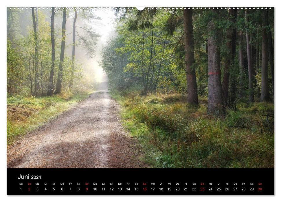 Forest calendar (CALVENDO wall calendar 2024) 