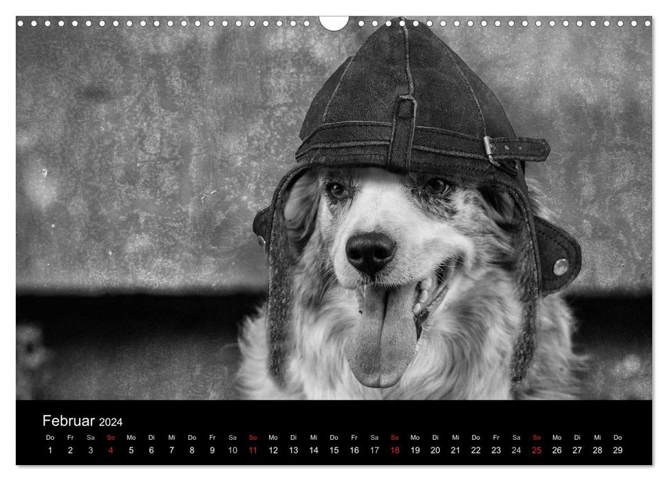 Herding dogs (CALVENDO wall calendar 2024) 