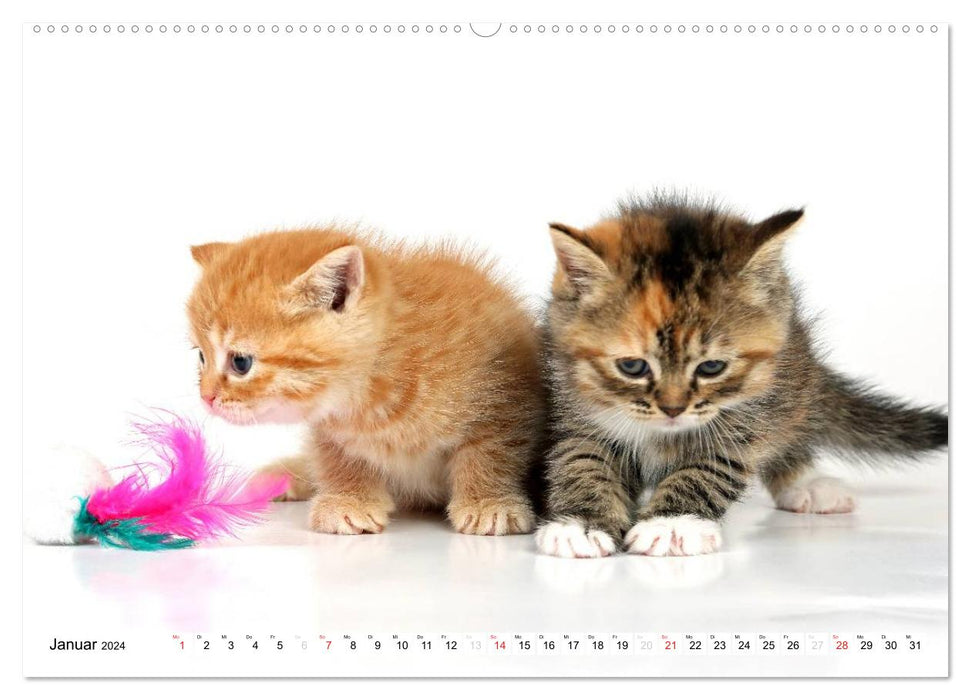 Chatons persans (Calendrier mural CALVENDO Premium 2024) 