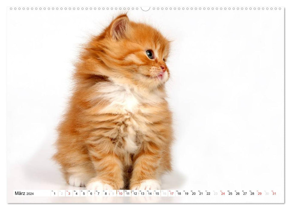 Chatons persans (Calendrier mural CALVENDO Premium 2024) 