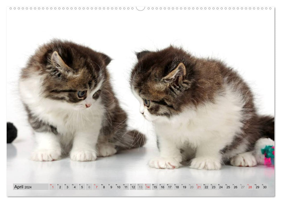 Chatons persans (Calendrier mural CALVENDO Premium 2024) 