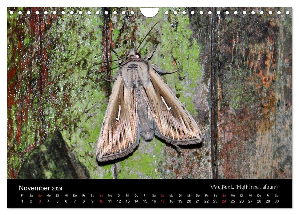 Papillons de nuit – Beautés inconnues (Calendrier mural CALVENDO 2024) 