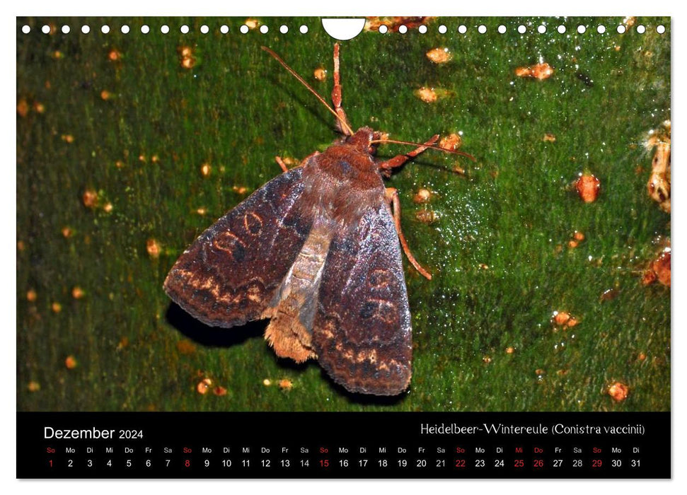 Papillons de nuit – Beautés inconnues (Calendrier mural CALVENDO 2024) 