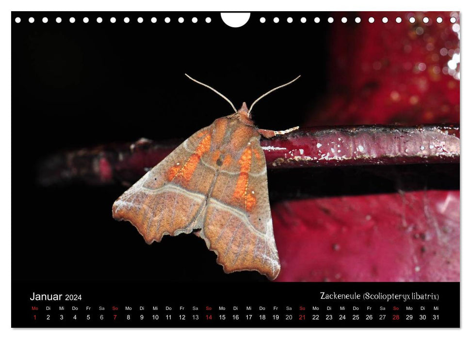 Papillons de nuit – Beautés inconnues (Calendrier mural CALVENDO 2024) 