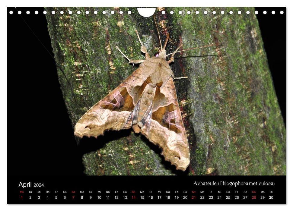 Papillons de nuit – Beautés inconnues (Calendrier mural CALVENDO 2024) 