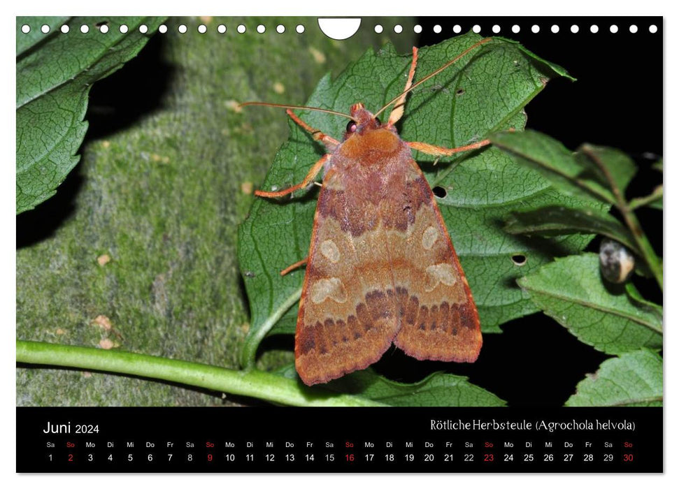 Papillons de nuit – Beautés inconnues (Calendrier mural CALVENDO 2024) 