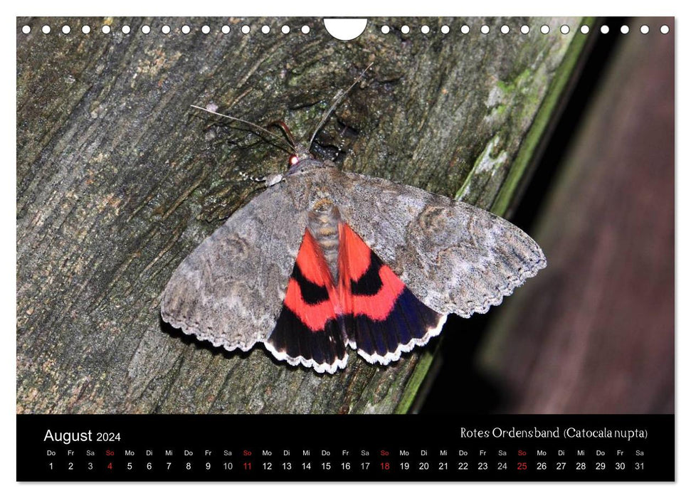 Nachtfalter - Unbekannte Schönheiten (CALVENDO Wandkalender 2024)