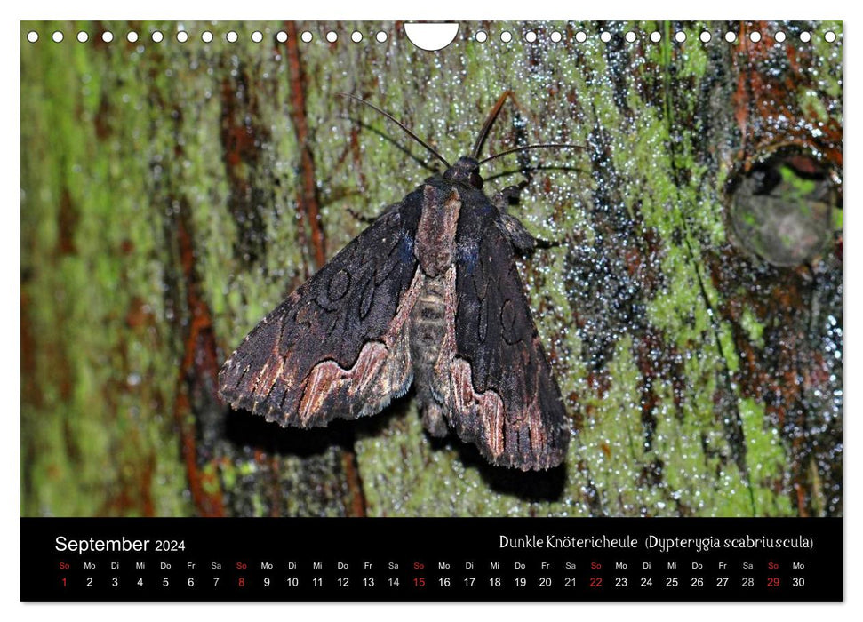 Nachtfalter - Unbekannte Schönheiten (CALVENDO Wandkalender 2024)