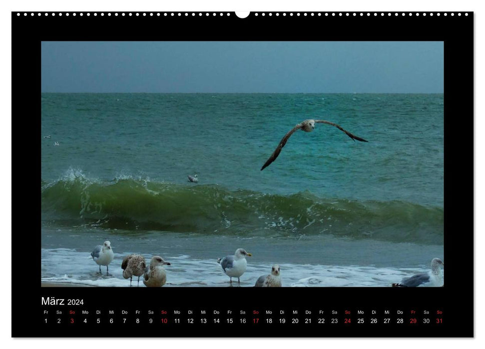 À la mer du Nord (Calendrier mural CALVENDO Premium 2024) 