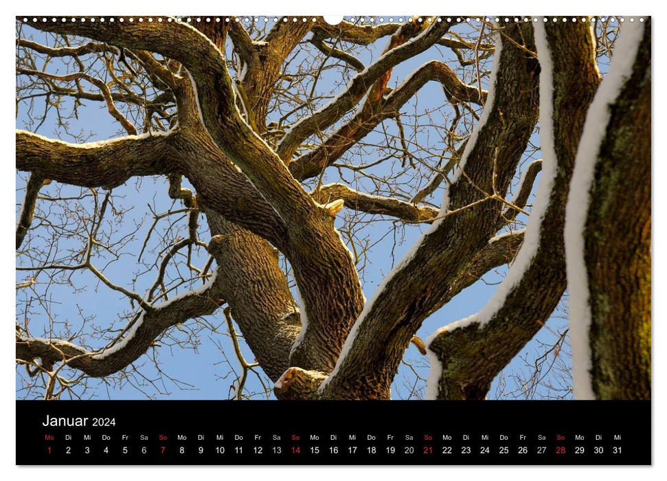 Bäume 2024 (CALVENDO Premium Wandkalender 2024)