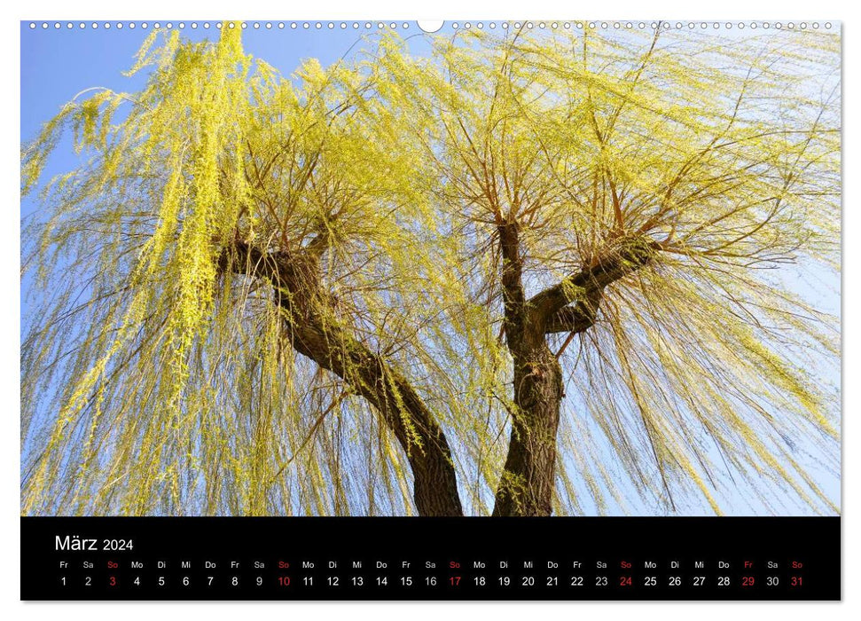 Arbres 2024 (Calendrier mural CALVENDO Premium 2024) 