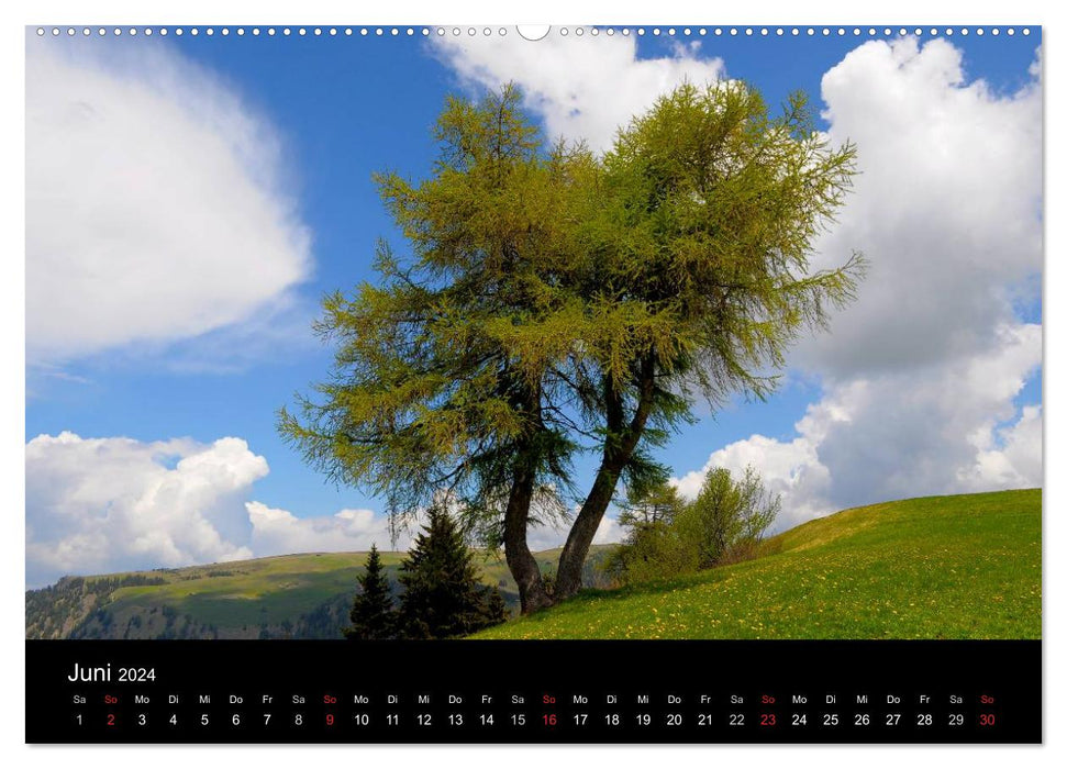Bäume 2024 (CALVENDO Premium Wandkalender 2024)