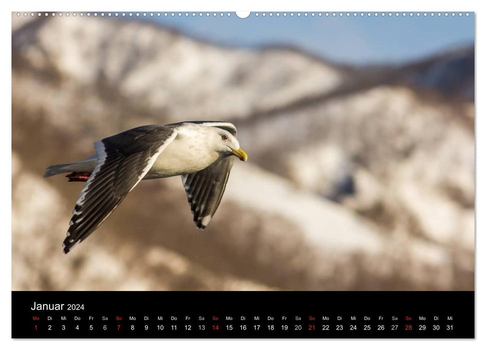 Möwen - Meister der Lüfte (CALVENDO Premium Wandkalender 2024)