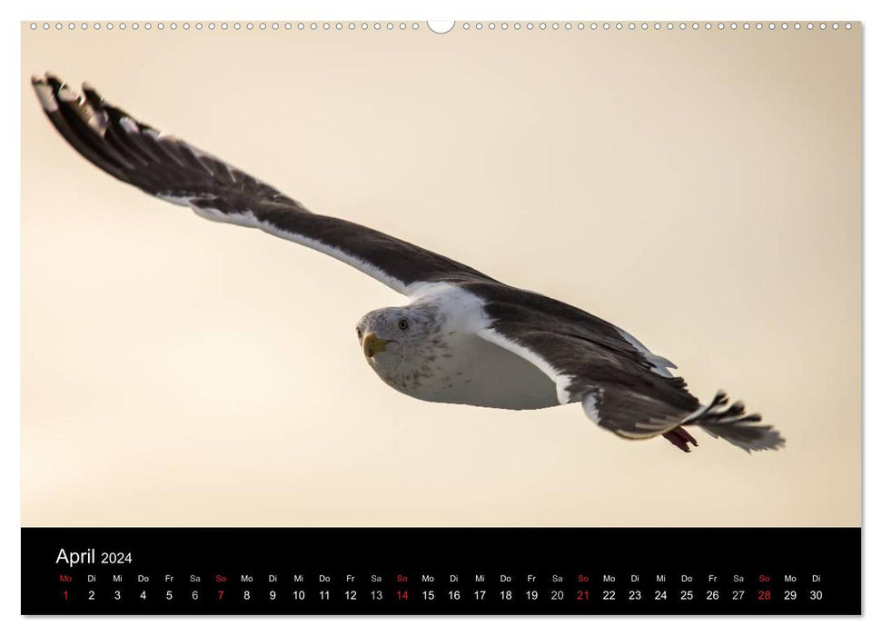 Möwen - Meister der Lüfte (CALVENDO Premium Wandkalender 2024)