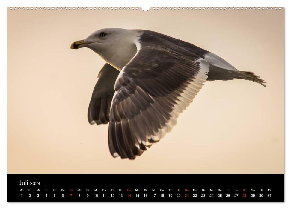 Möwen - Meister der Lüfte (CALVENDO Premium Wandkalender 2024)