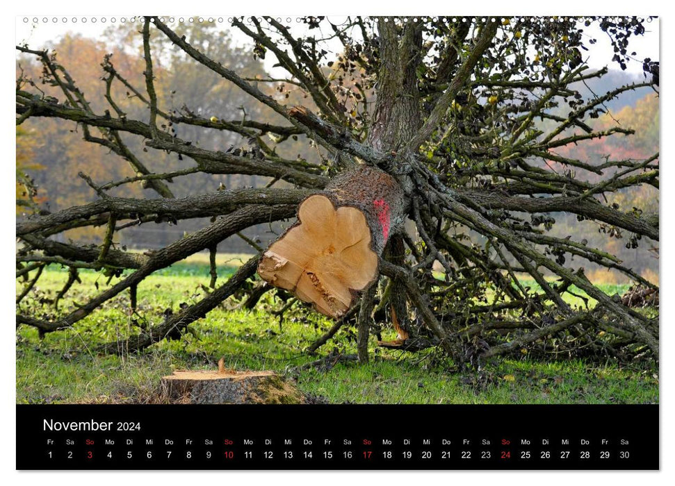 Trees 2024 (CALVENDO wall calendar 2024) 