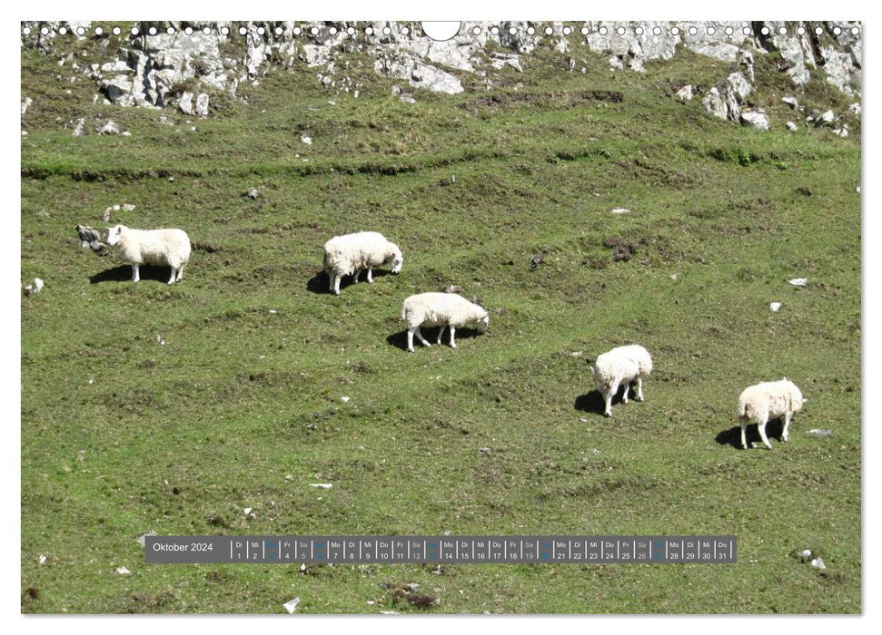 Schottlands Highland Schafe (CALVENDO Wandkalender 2024)