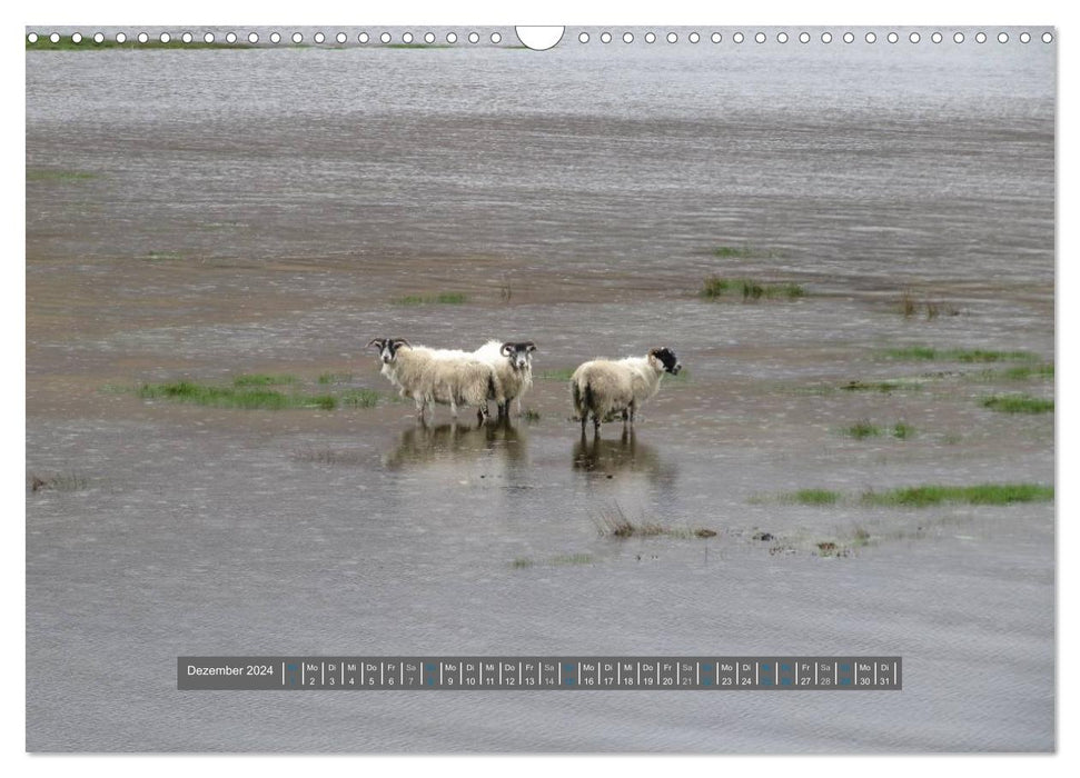 Schottlands Highland Schafe (CALVENDO Wandkalender 2024)