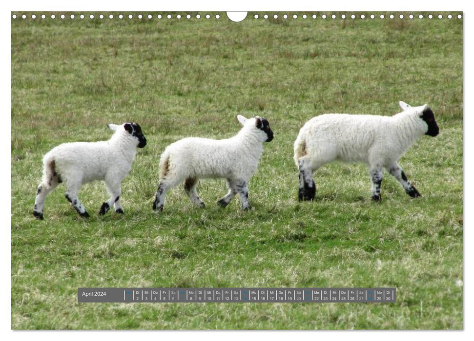 Mouton des Highlands d'Écosse (Calvendo mural 2024) 